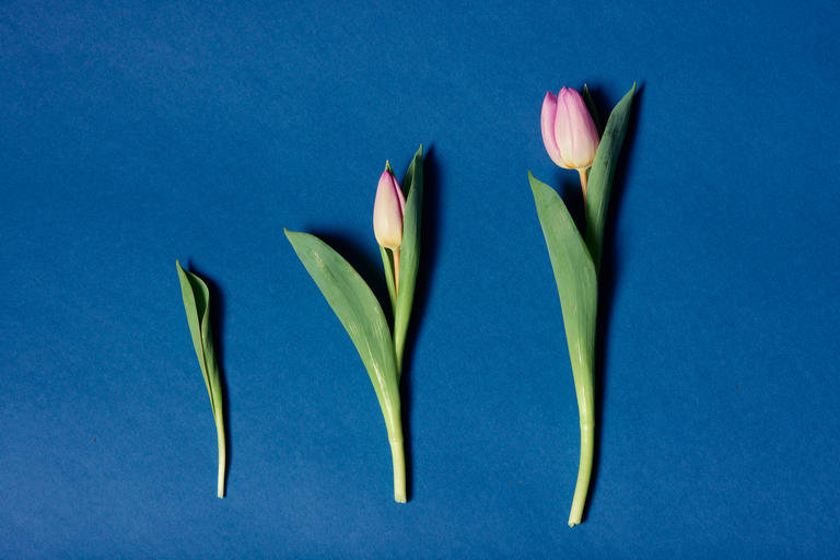 Three tulips, in progressive stages of blooming.