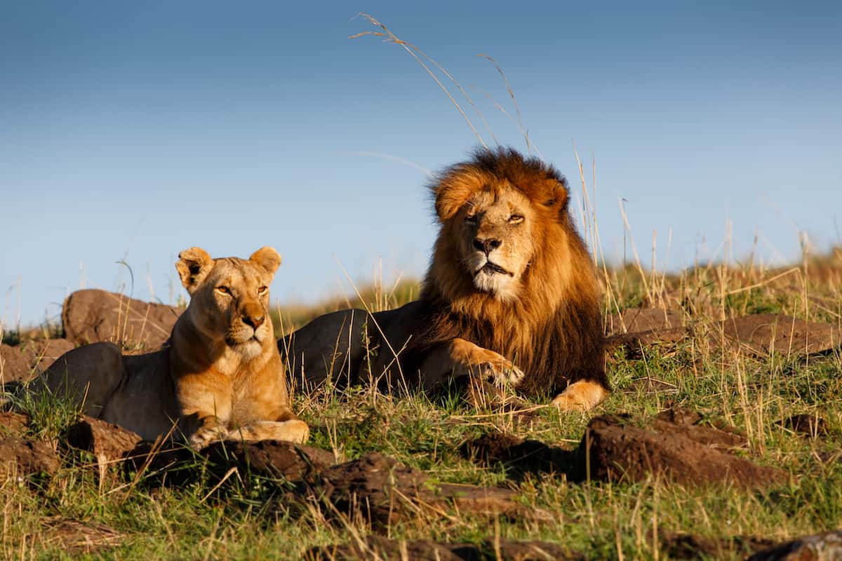 a group of lions lying in the grass